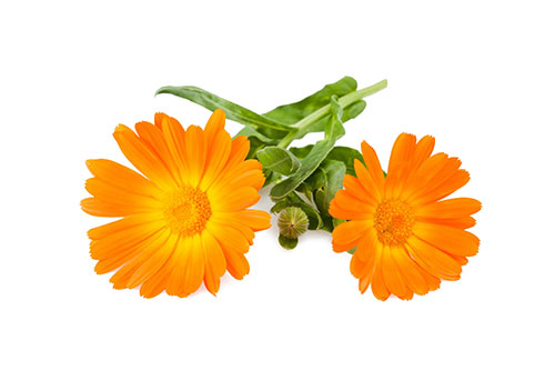 egcrops
